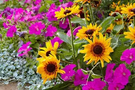 كيف تختار النباتات المناسبة لحديقتك